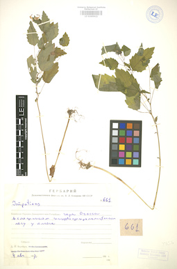 LE 01005922