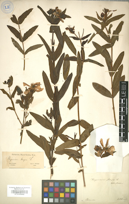 LE 01005988