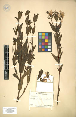 LE 01005989