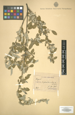 LE 01006024