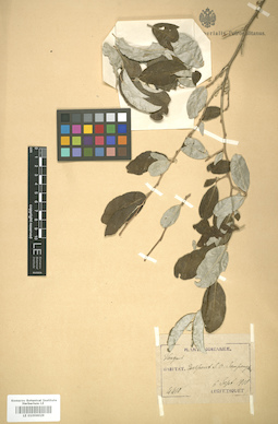 LE 01006029