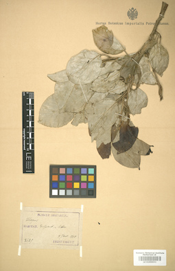LE 01006031