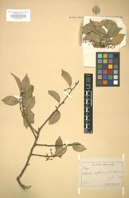 LE 01006032