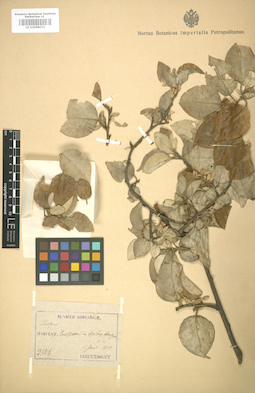 LE 01006033