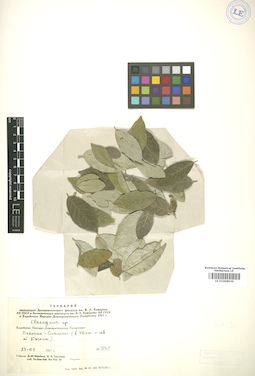 LE 01006035
