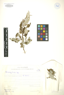 LE 01006036