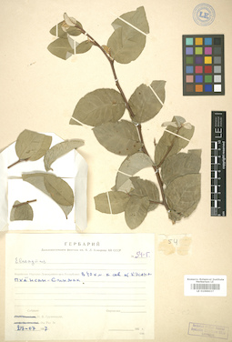 LE 01006037