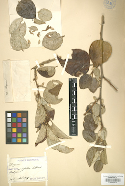 LE 01006038