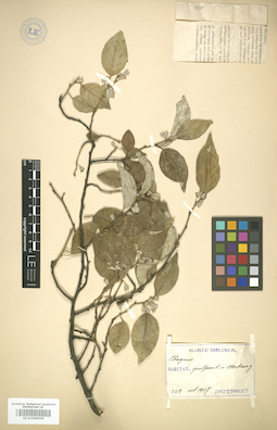 LE 01006039