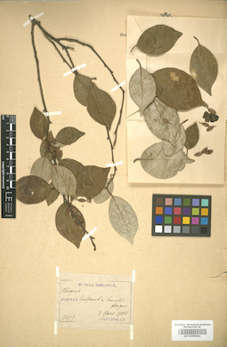 LE 01006041