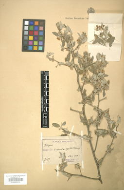 LE 01006042