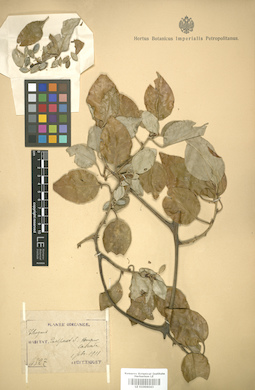 LE 01006043