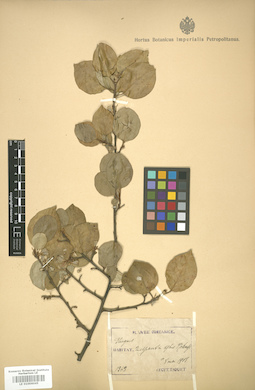 LE 01006045