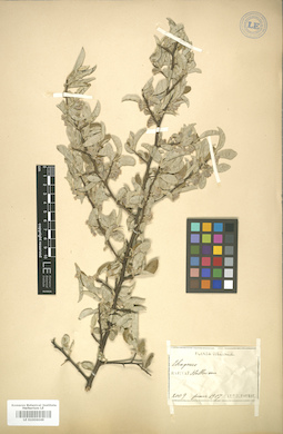 LE 01006049