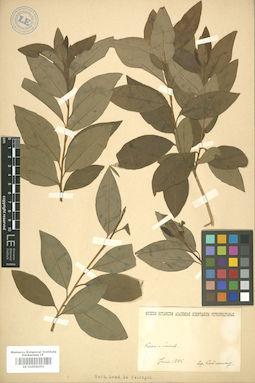 LE 01006050