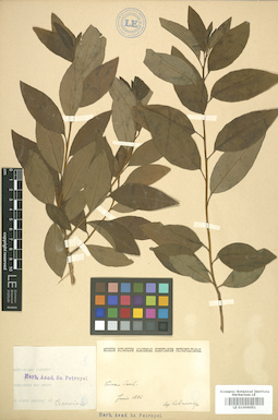LE 01006051