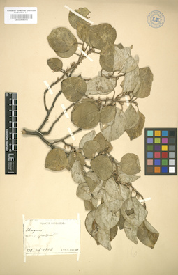 LE 01006052
