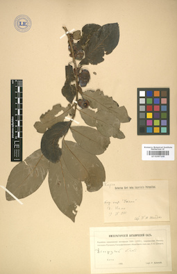 LE 01007106