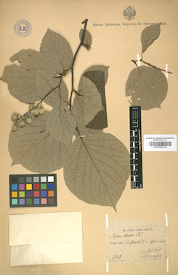 LE 01007129