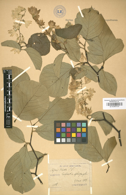 LE 01007133