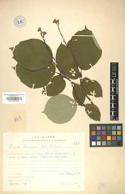 LE 01007136