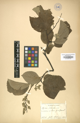 LE 01007138