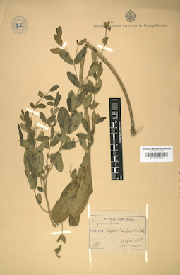 LE 01007203