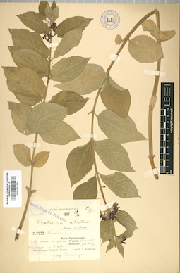 LE 01007205