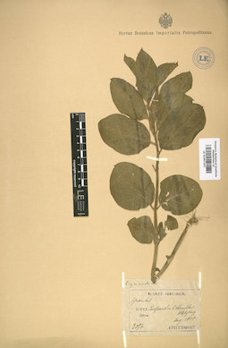 LE 01007207