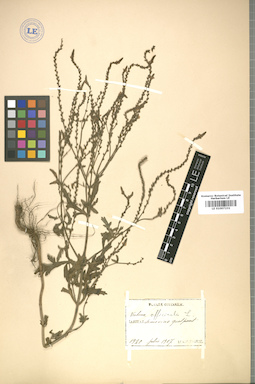 LE 01007231