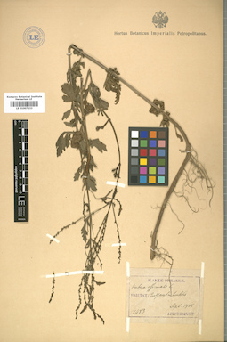 LE 01007233