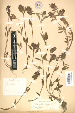LE 01007258