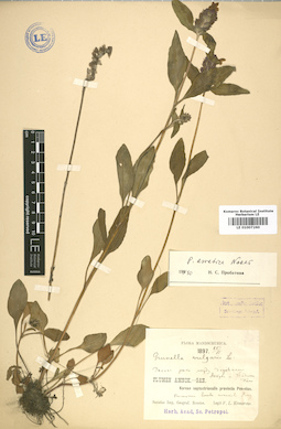 LE 01007260