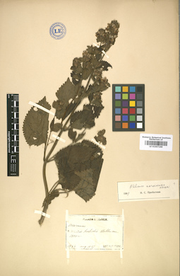 LE 01007269