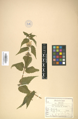 LE 01007274