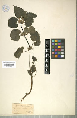 LE 01007276