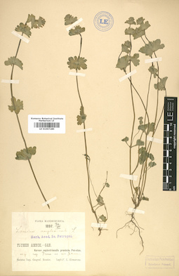 LE 01007285