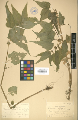 LE 01007286