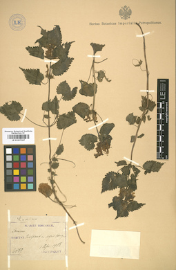 LE 01007287
