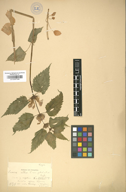 LE 01007288