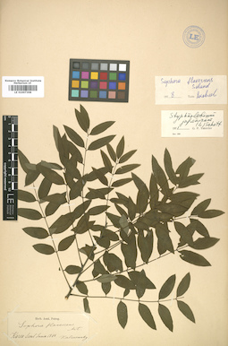 LE 01007308