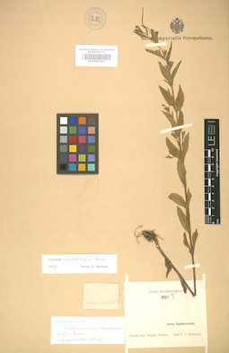 LE 01007333