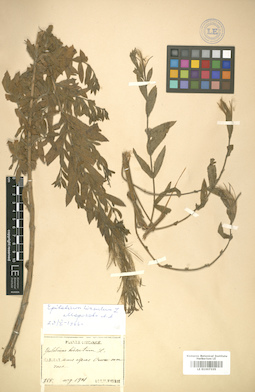 LE 01007335