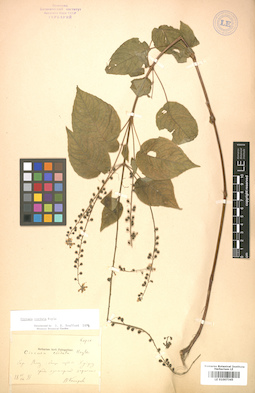LE 01007345