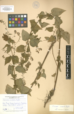 LE 01007346