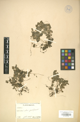 LE 01007352