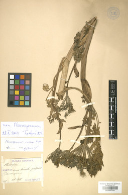 LE 01007369