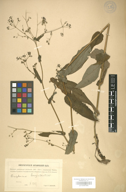 LE 01007381