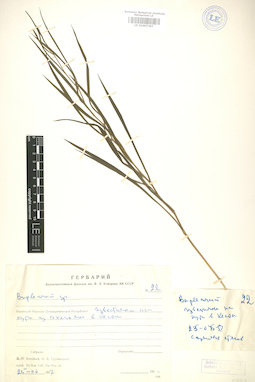LE 01007387