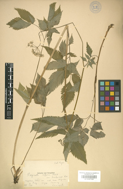 LE 01007396
